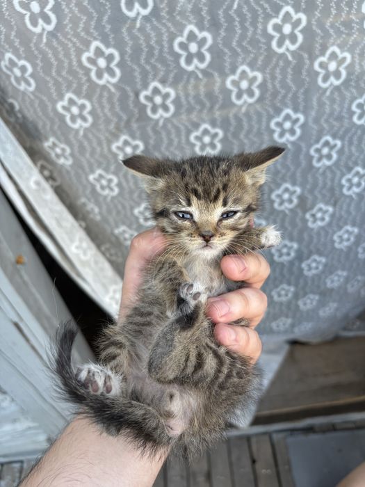 Отдам котят в добрые руки