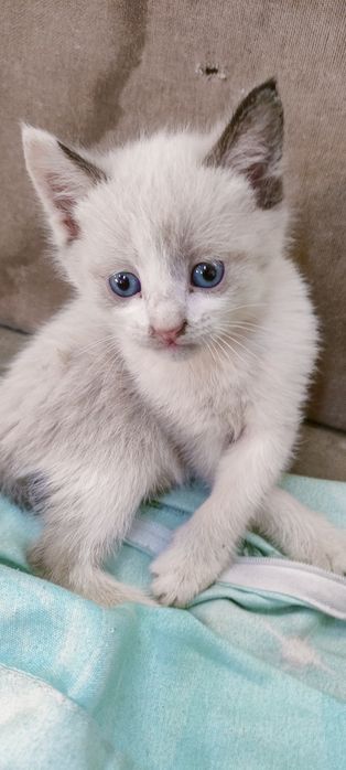Отдам котят даром в добрые руки