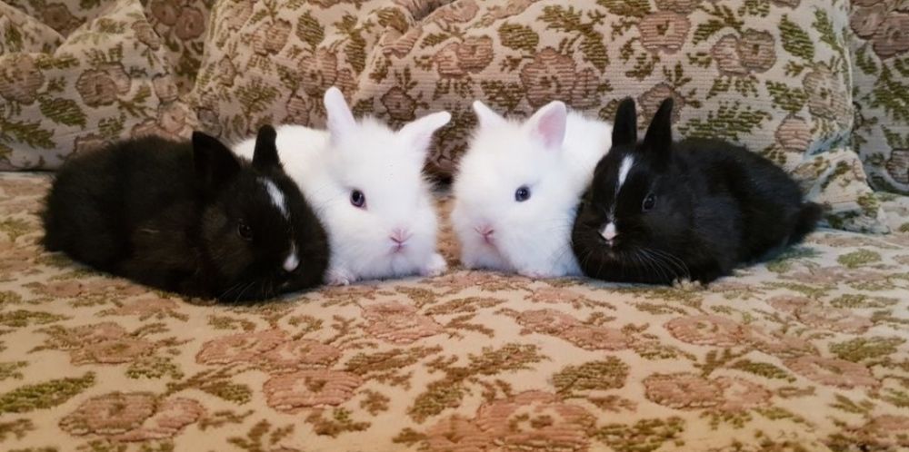 Iepurasi pitici de companie rasa cap de leu