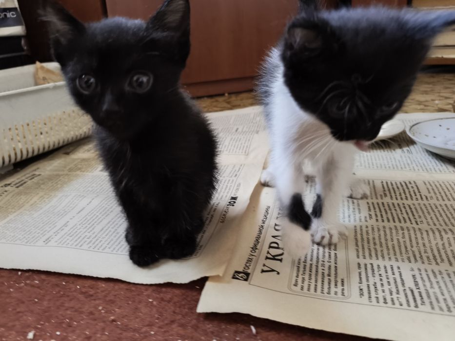 Кошечки в добрые руки