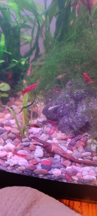 Аквариумные креветки