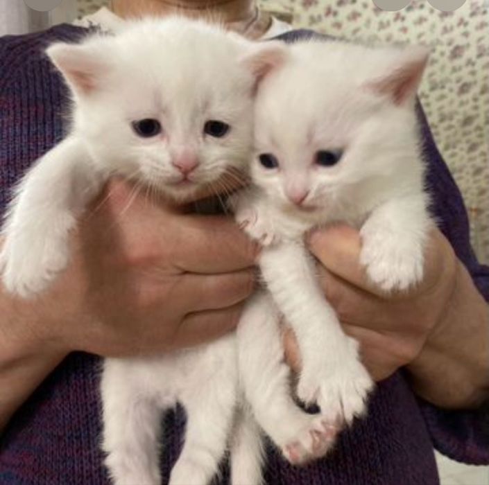 Котята турецкая ангора