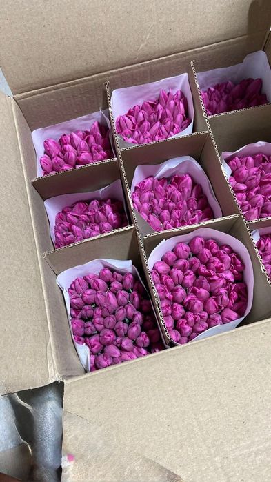 Премиальные тюльпаны