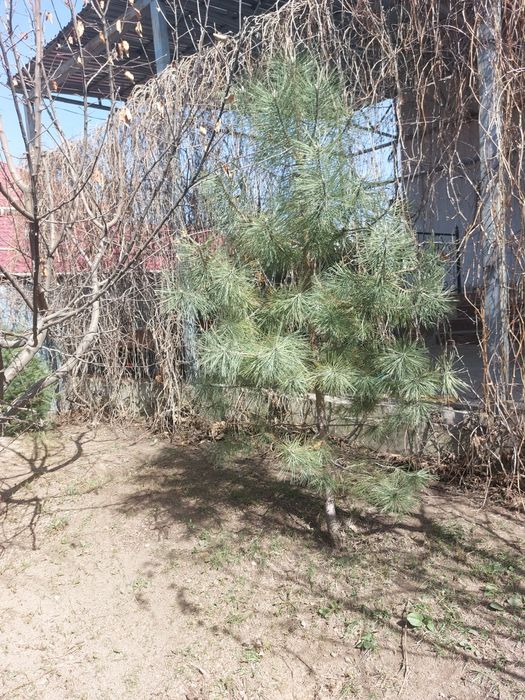Продам сосну Крымская
