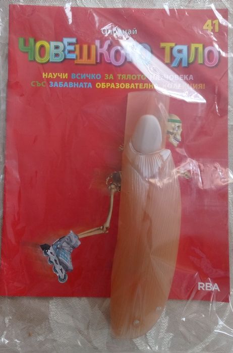 Човешкото тяло 41