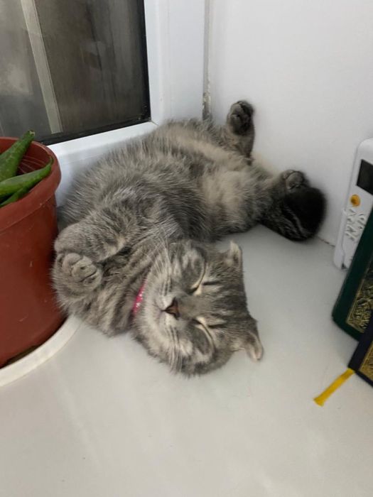 Вислоухая  кошка