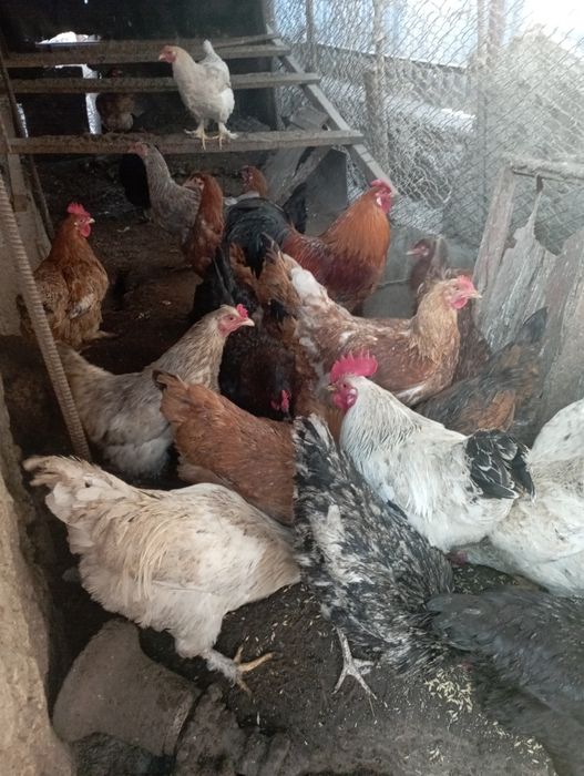 Яйцо  инкубационное куриное