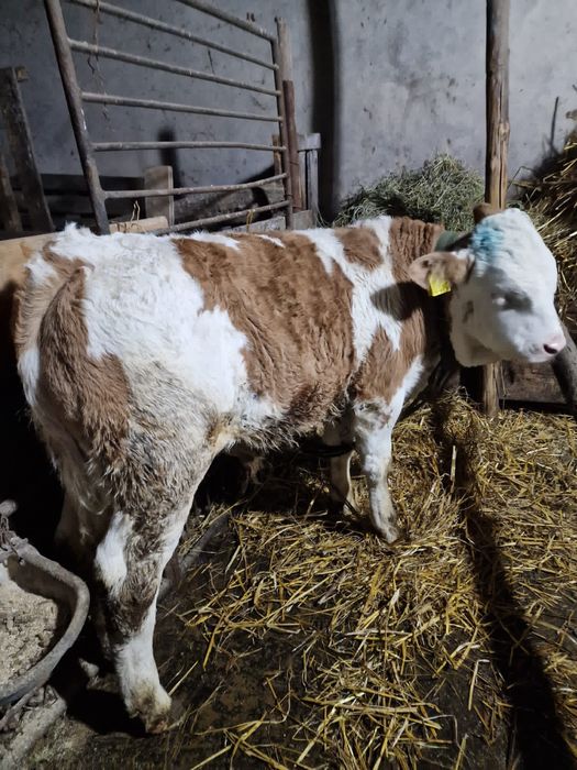 Vând tăuraș bălțată românească