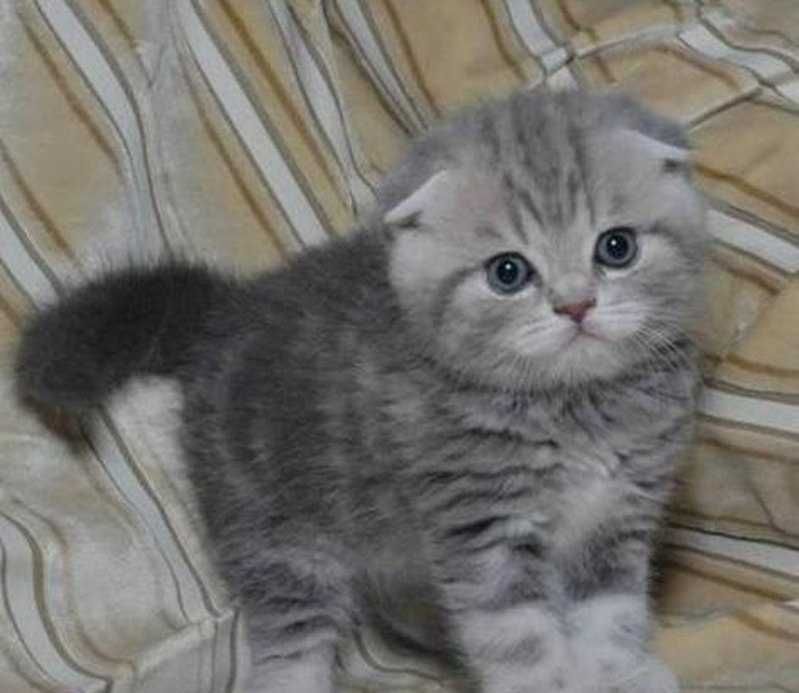 Вислоухие шотландцы