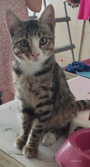 Котят в  хорошие руки