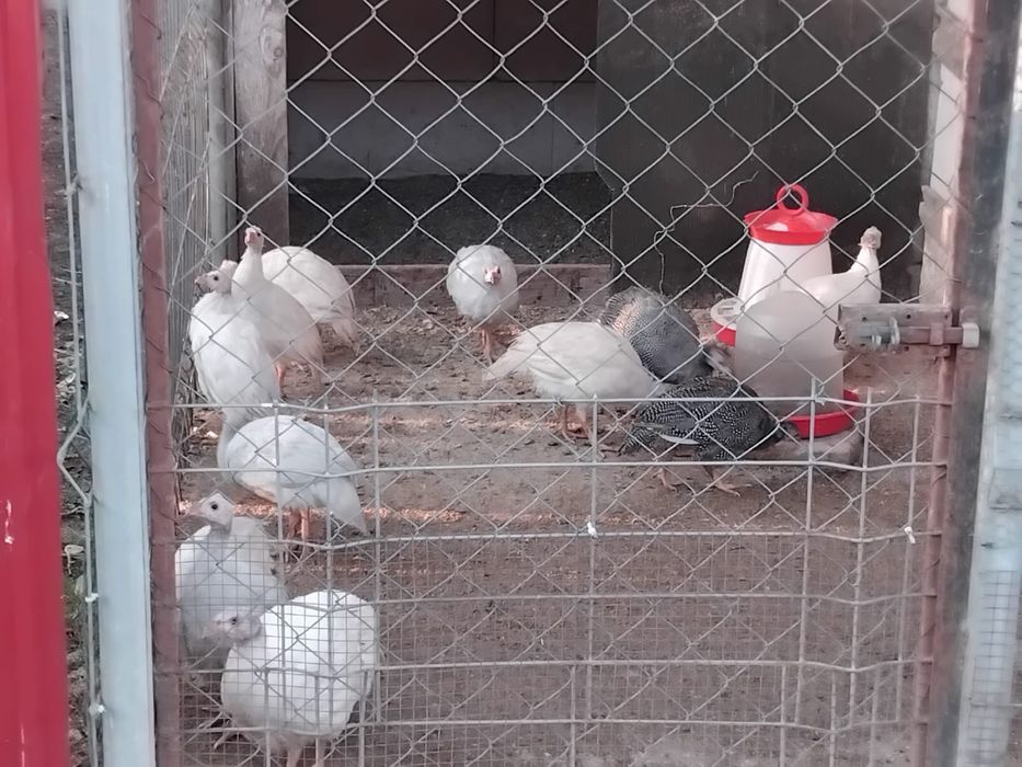 Vand oua de bibilica