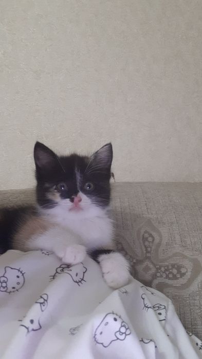 Котята. Кошка. Кошки. Котенок