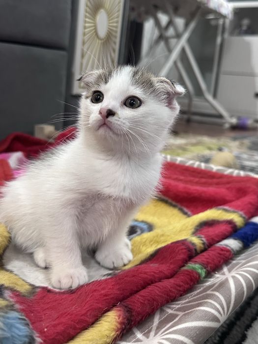 Котята 1,5 мес в добрые руки