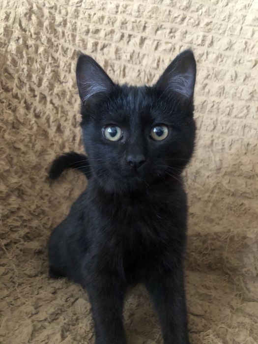 Котенок девочка черная