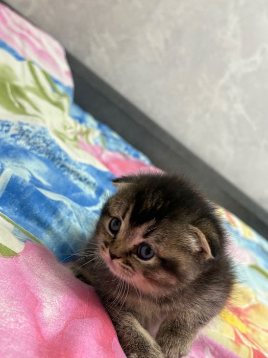 Продаются котята британцы