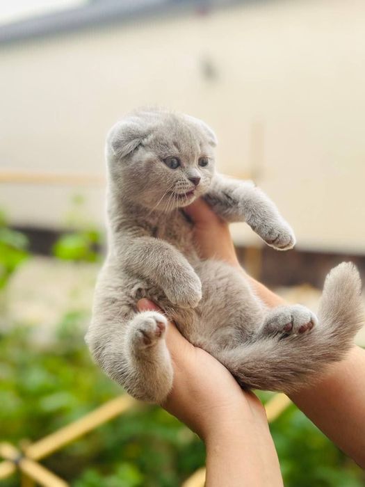 Продаётся Кошка skotish fold