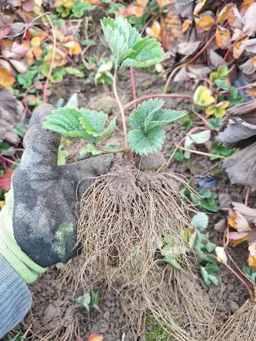 ПРОДАЖБА НА РАЗСАД – БОРОВИНКИ И ЯГОДИ,  Малки боровинки- изгодно