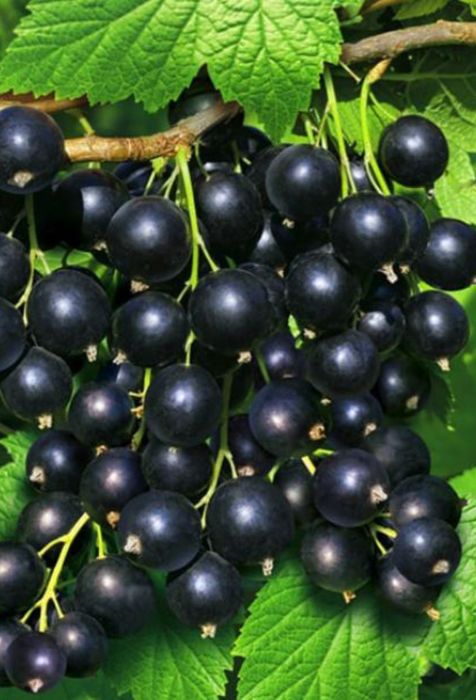 Смородина чёрная