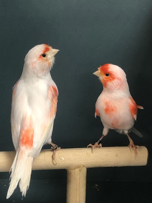 Канареки пара Турция