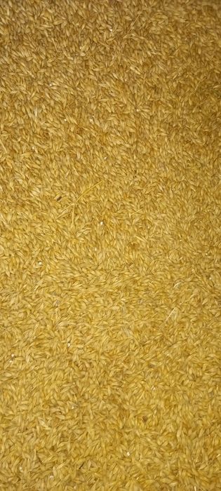 Vând orz triticale