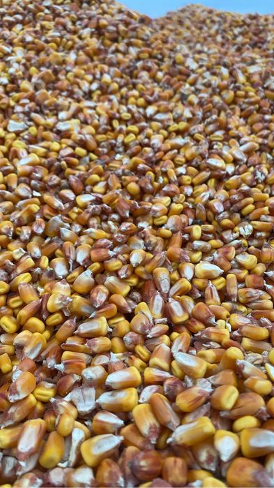 Vand porumb pret 110 negociabil