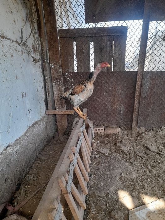 Хороший курица о шамо