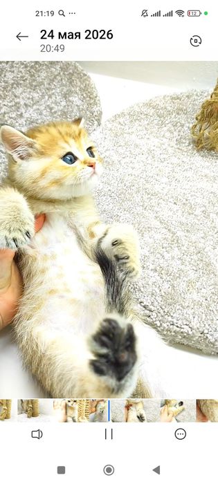 кОтик БритаШка ОчаРоваШка