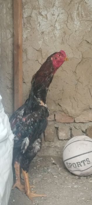 Dakan Xoʻroz sotiladi