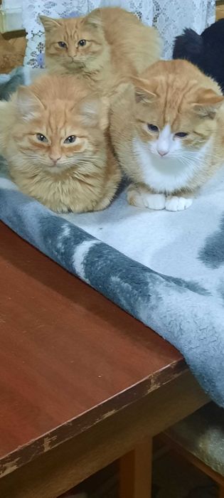 Рыжие котята. Возраст 3 месяца