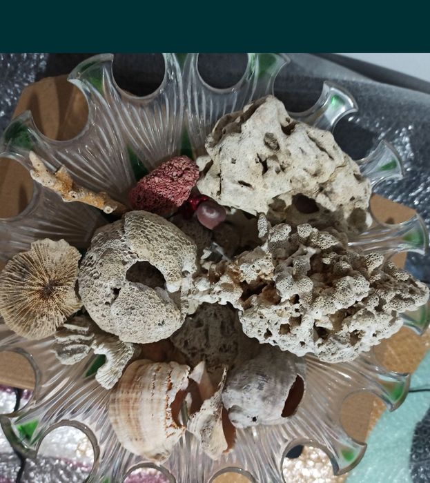 Corali diverse marimi