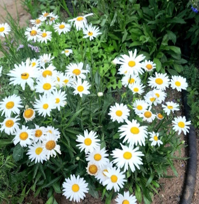 Продам многолетние цветы