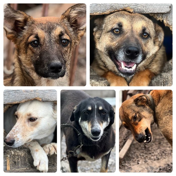 Собаки в хорошие руки