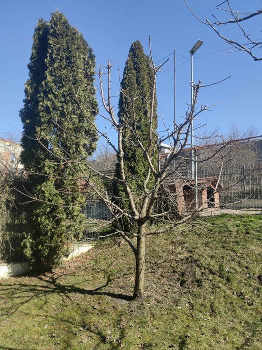 Tund tai toaletez arbori / pomi fructiferi / ornamentali