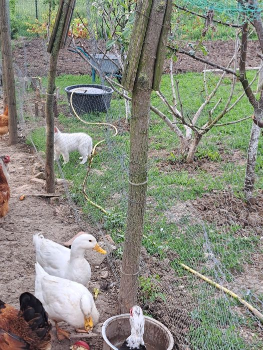 Vând 3 rațe leșești și 2 rațe albe