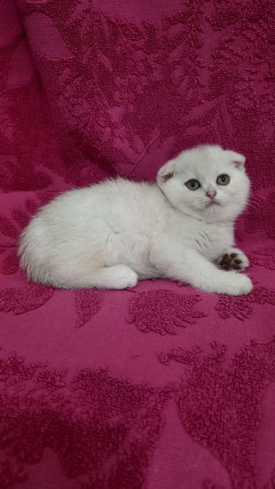 Продаётся чистокровная шотландская девочка скоттиш фолд
