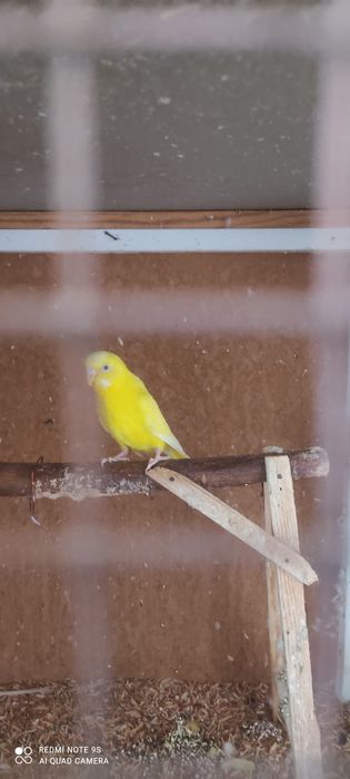 4 та Волнистые попугай сотилади