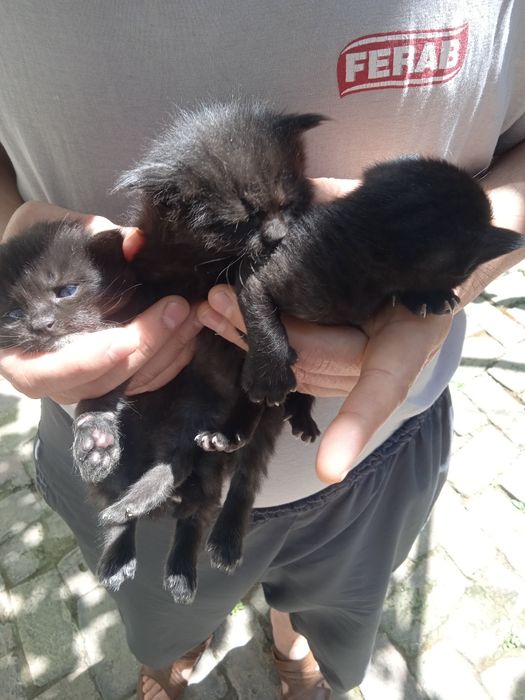 Котята отдам добрые руки