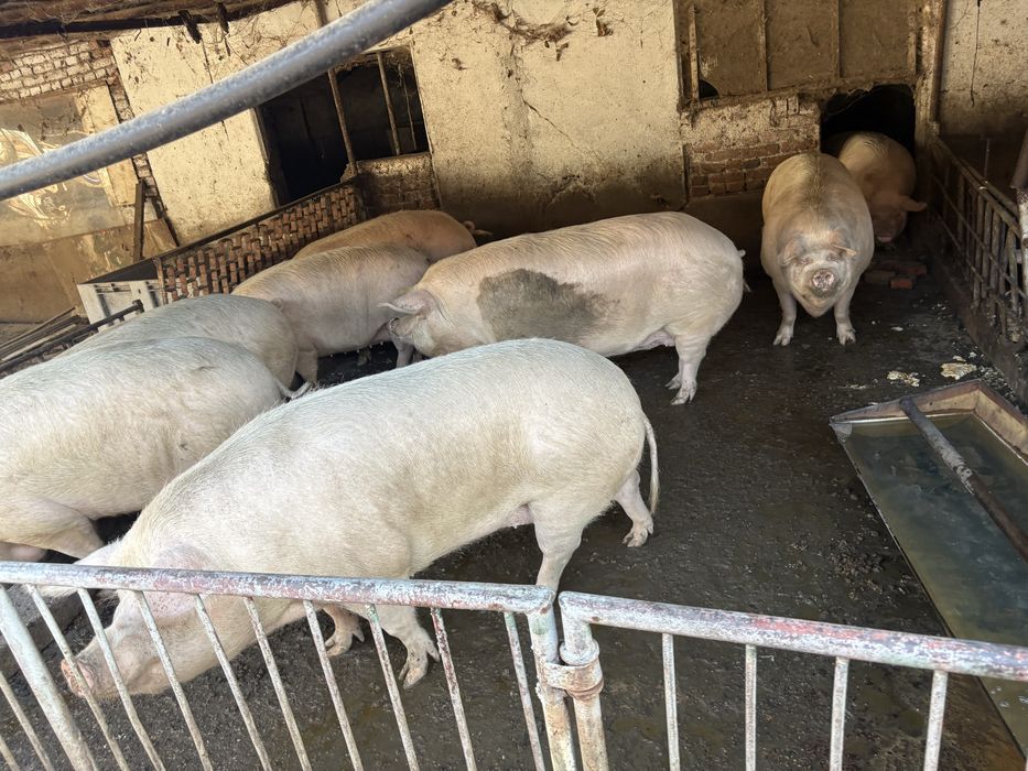 Продаваме прасета