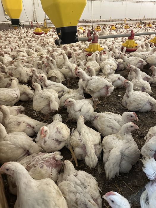 Puii de carne si rasa mixta!