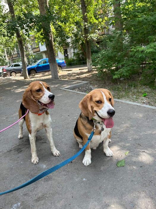 Дрессировка собак