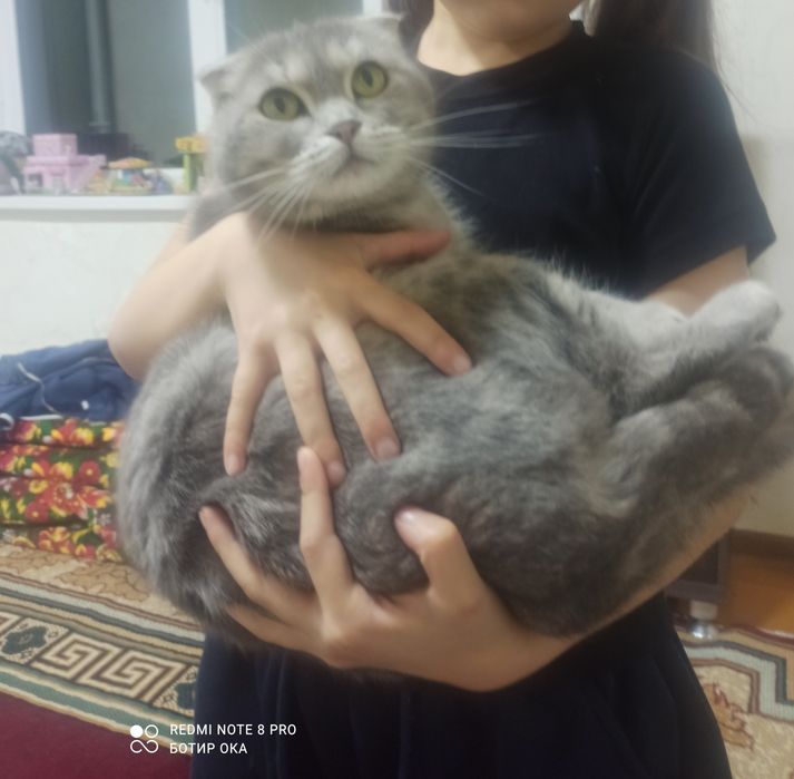 Сотилади мушу болари