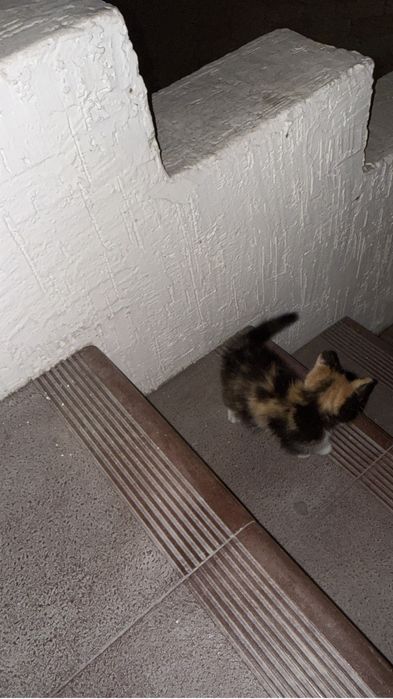 Отдам котенка в хорошие руки