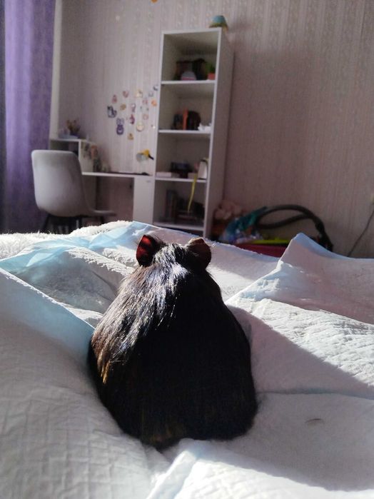 Морская свинка мальчик