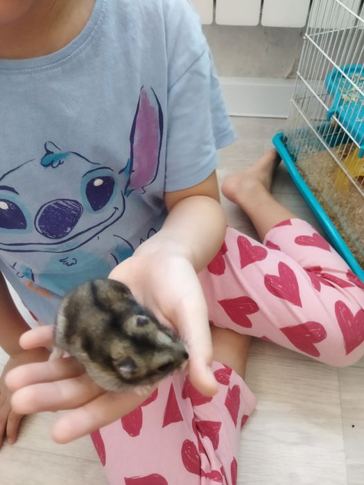 Хомячки ручные хомяк