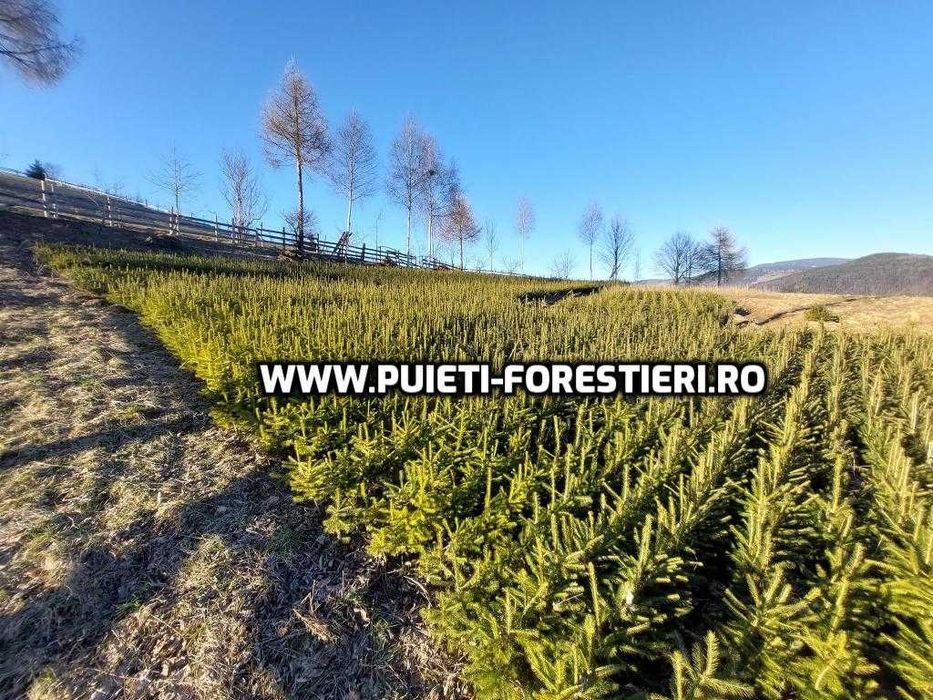 Puieti molid (Picea abies) radacina nuda- apti de plantat