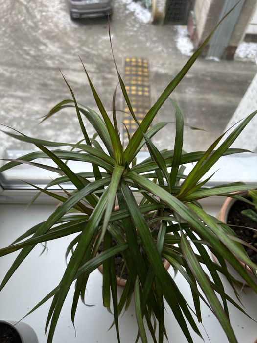 Драцена комнатная