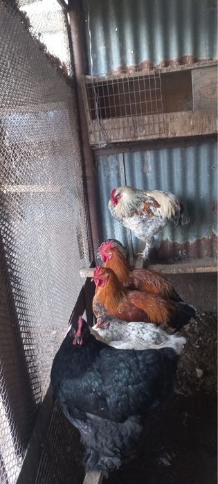 7 месячные петухи