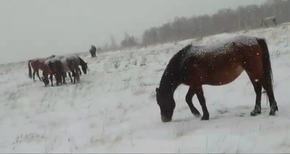 Продам табун лошадей !