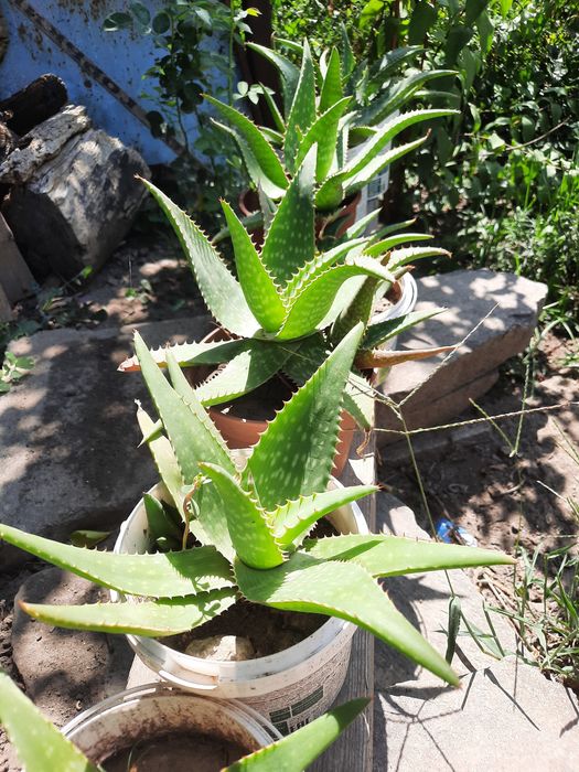 Продаётся алоэ вера