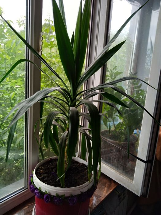 Продам Юкку 4 года